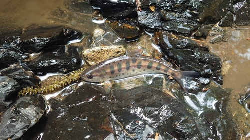 ヤマメの釣果