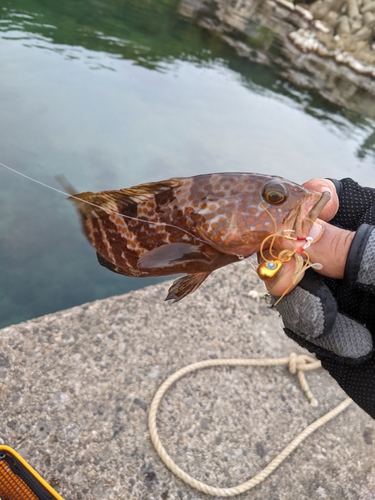 ガシラの釣果