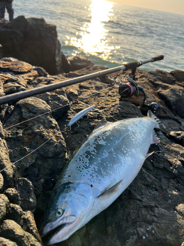 サクラマスの釣果