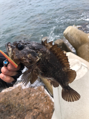 ムラソイの釣果