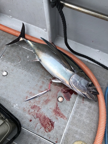 ビンチョウマグロの釣果