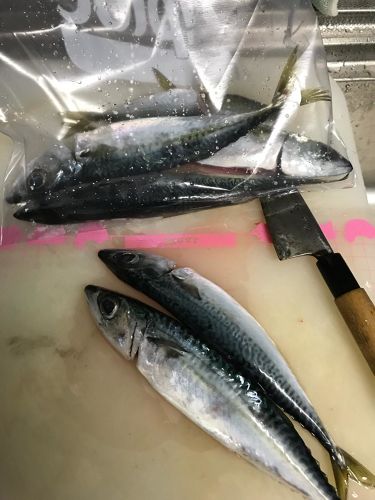 サバの釣果