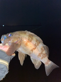 シロメバルの釣果