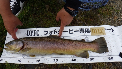 ブラウントラウトの釣果