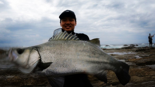 ヒラスズキの釣果