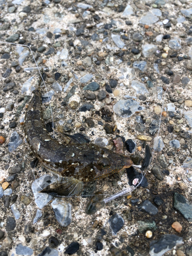 カタクチイワシの釣果