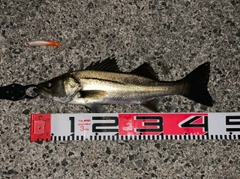 シーバスの釣果