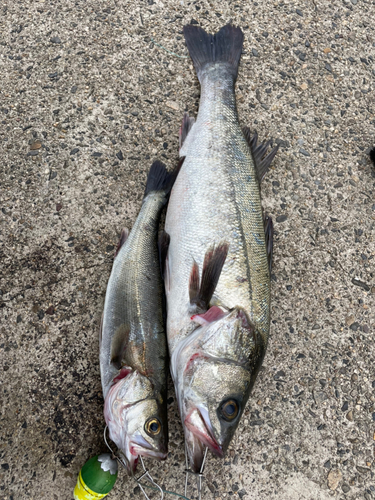 シーバスの釣果