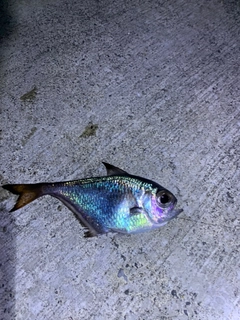 ミナミハタンポの釣果