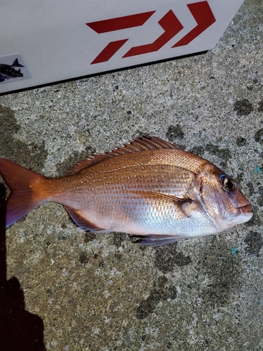 マダイの釣果