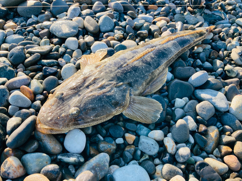 マゴチの釣果