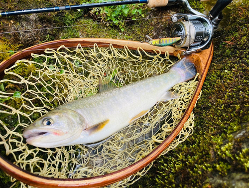 イワナの釣果