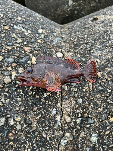 カサゴの釣果