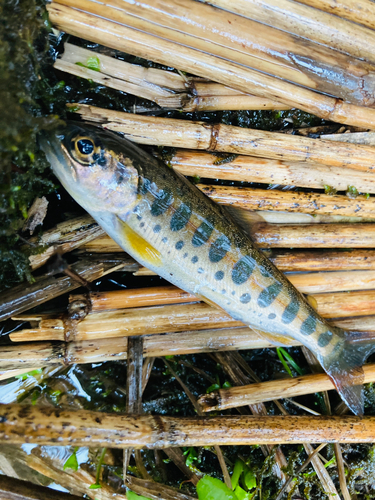 ヤマメの釣果