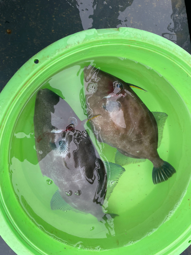 カワハギの釣果