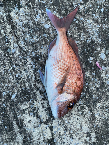 マダイの釣果