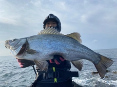 ヒラスズキの釣果