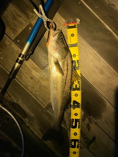 シーバスの釣果