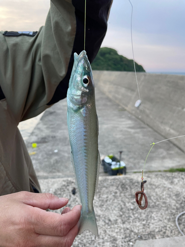 キスの釣果