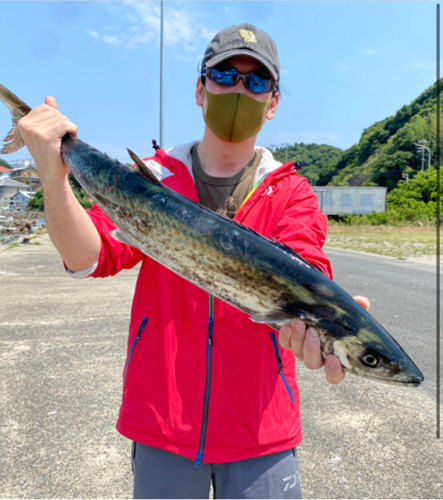 サワラの釣果