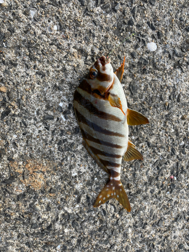 タカノハダイの釣果