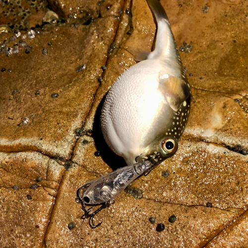 フグの釣果