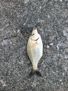 ウミタナゴの釣果