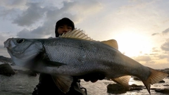 ヒラスズキの釣果