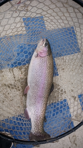 ニジマスの釣果