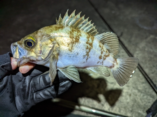 メバルの釣果