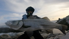 ヒラスズキの釣果