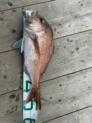 タイの釣果