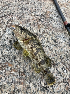 タケノコメバルの釣果