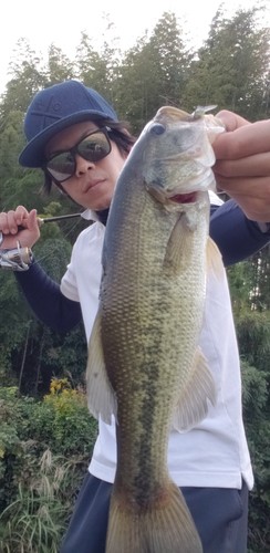 ブラックバスの釣果