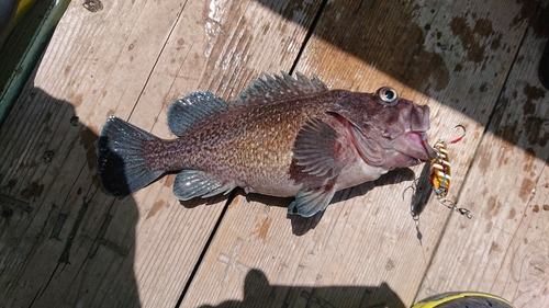 ソイの釣果