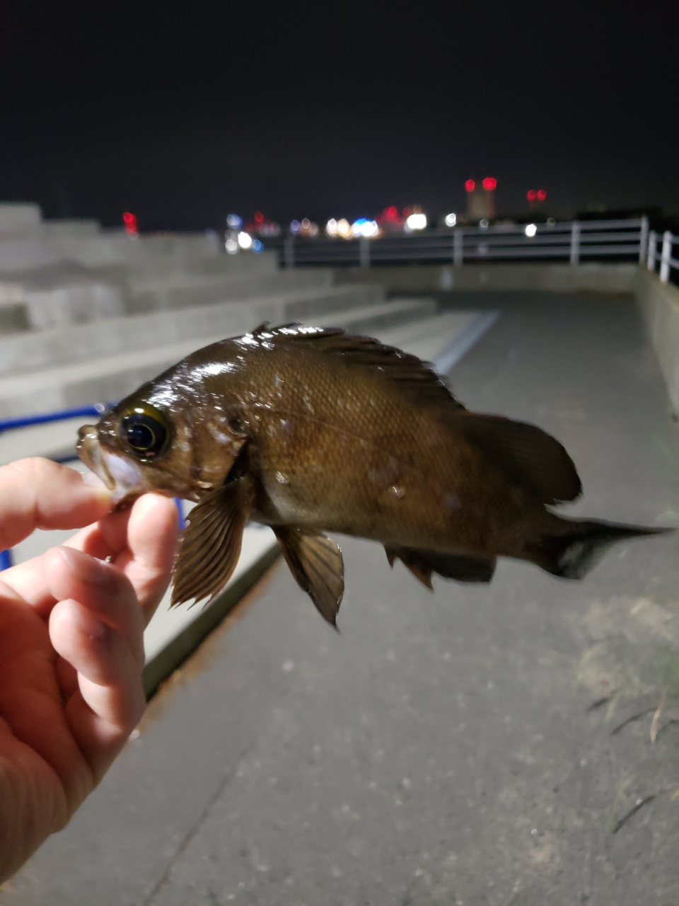 クロメバル