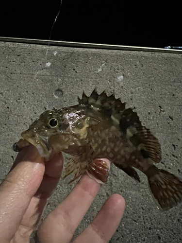 カサゴの釣果