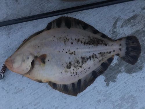 マツカワの釣果