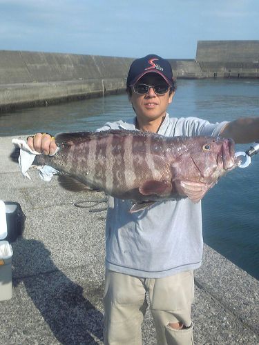 マハタの釣果