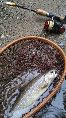 イワナの釣果