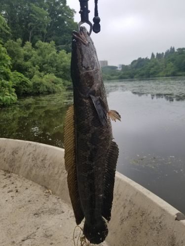 ライギョの釣果