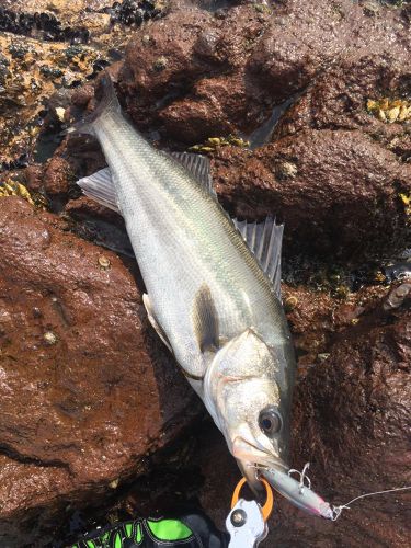 スズキの釣果