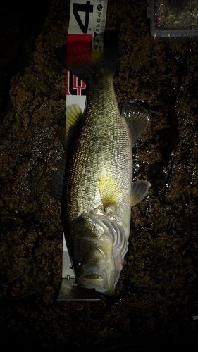 ブラックバスの釣果