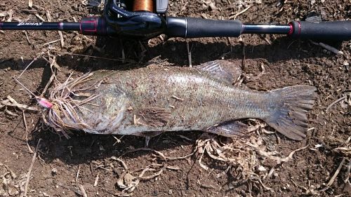 ブラックバスの釣果