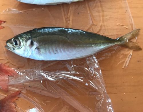 マアジの釣果