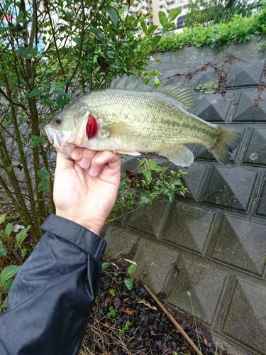 ラージマウスバスの釣果