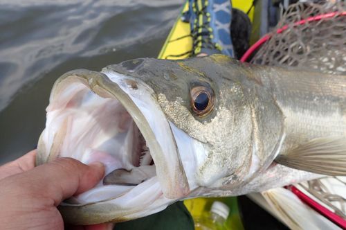 シーバスの釣果