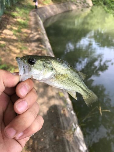 ラージマウスバスの釣果