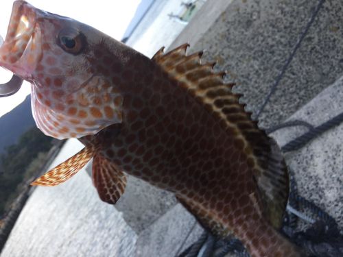 オオモンハタの釣果