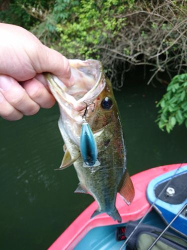 ラージマウスバスの釣果